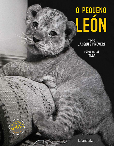 O pequeno león