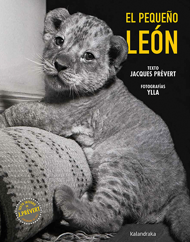El pequeño león